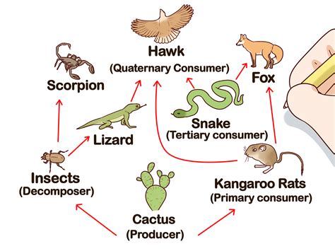 Draw a version of your food web below. 13. In one or two sentences, describe any patterns you notice in the relationships between trophic levels. !!www.BioInteractive.org! ! Published!August!2015;!Revised!December!2016!! ! Page5!of!6! Food Chains and Webs Student Worksheet 14.